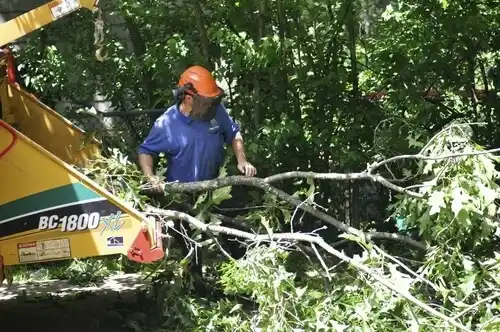 tree services Woods Hole